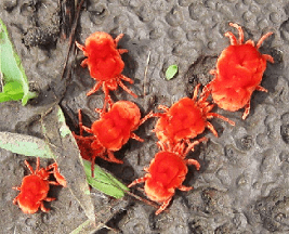 Red Velvet Insects